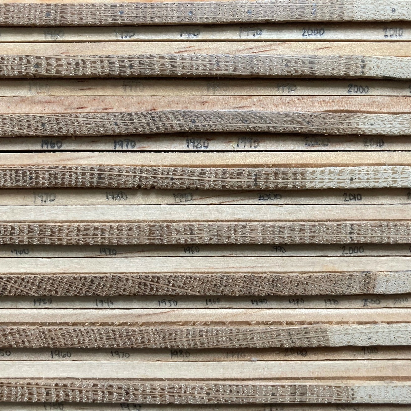 oak cores