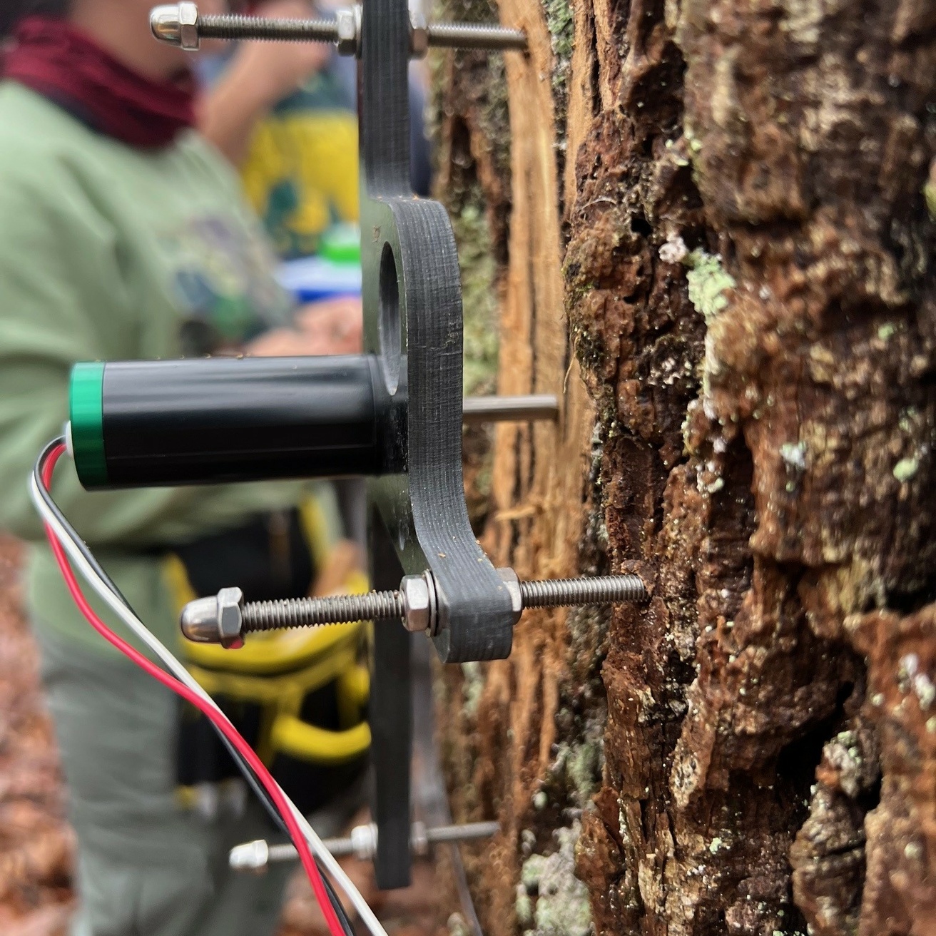 Dendrometer at Morgan-Monroe State Forest