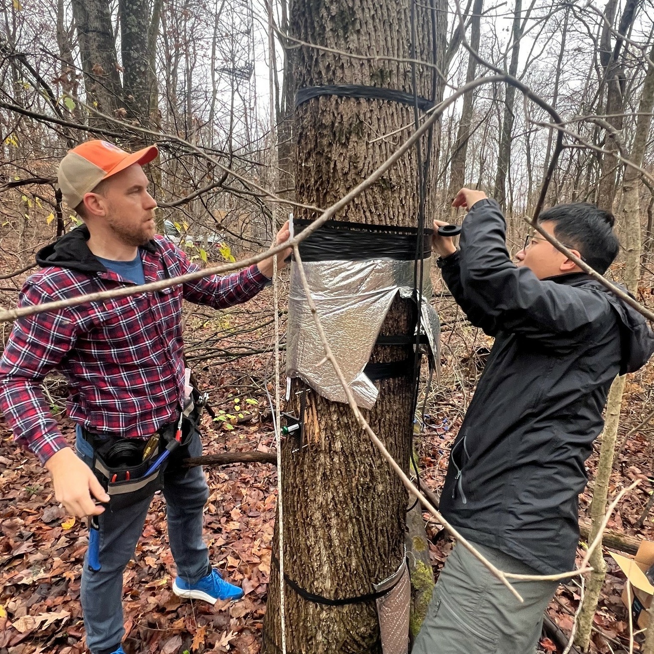 Matt and Feng installing dendrometers
