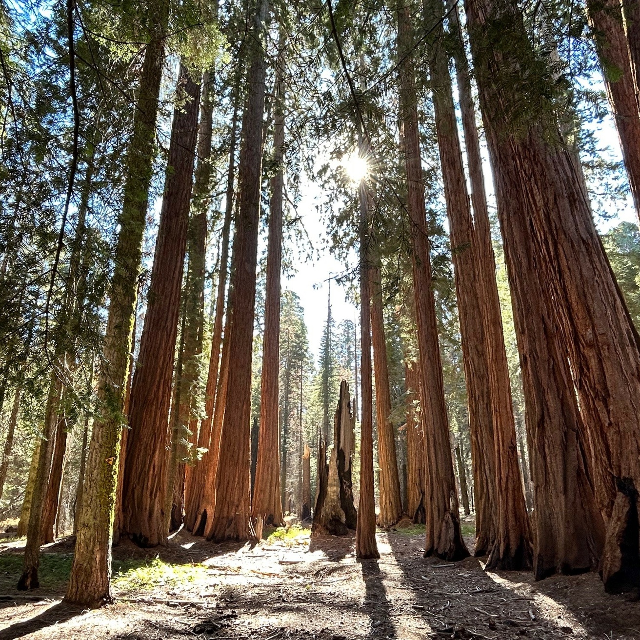 Sequoia National Park
