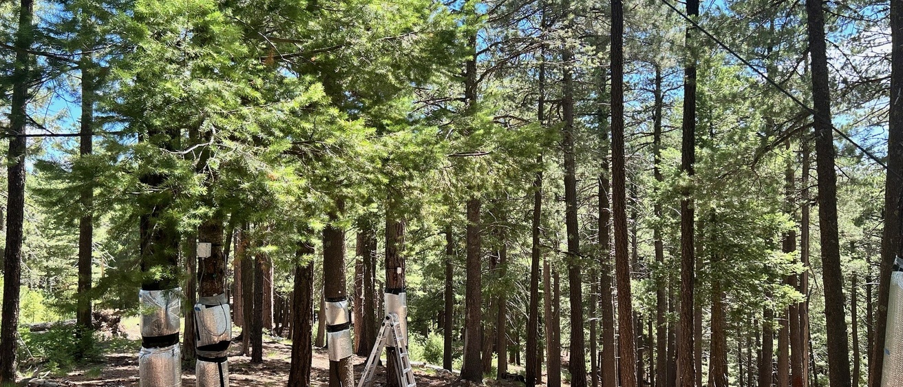 Dendrometers installed at Mt. Bigelow